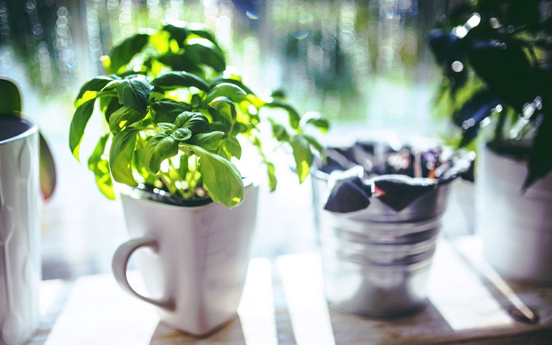 Comment faire pousser du basilic en ville ?