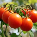 Tomates cerise