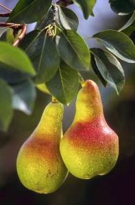 Poire Conférence