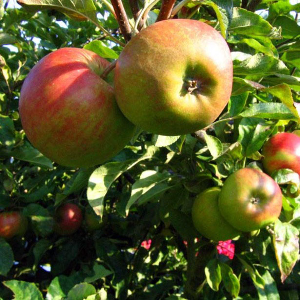 C’est l’automne, croquez la pomme (et la poire) !