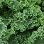 Chou Kale