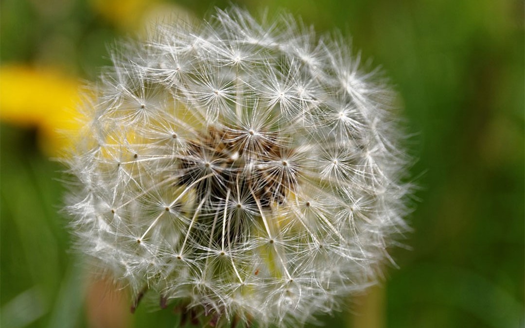 La naturopathie, qu’est-ce que c’est ?