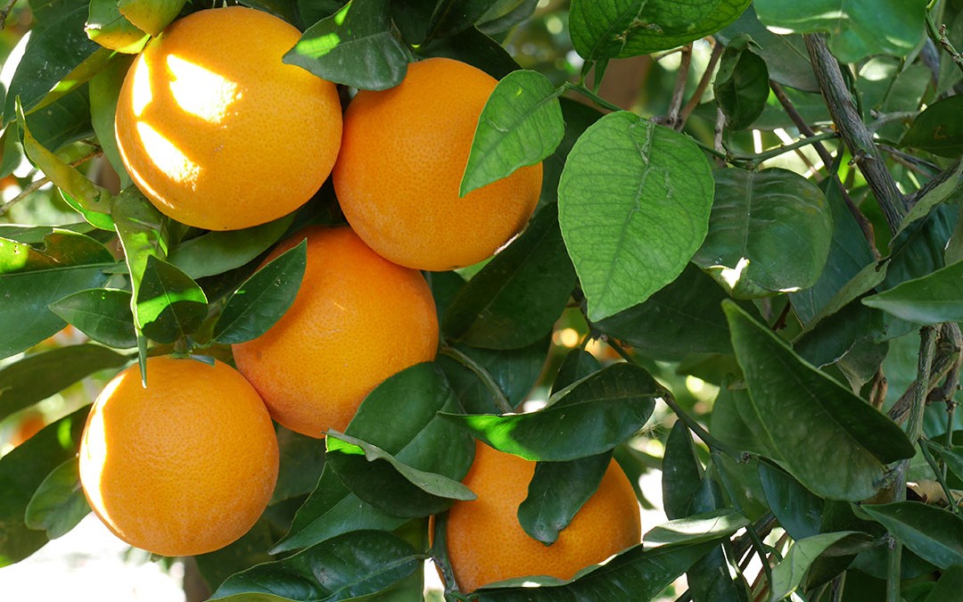 Les oranges d’Alexandra sont là !