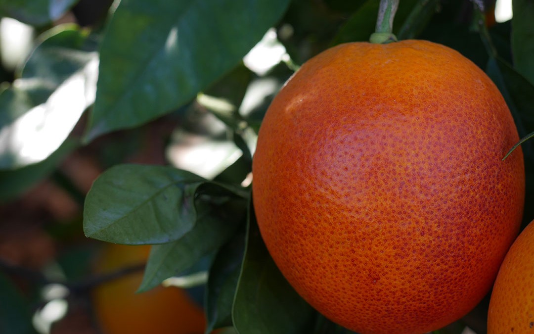 Les oranges sanguines arrivent !