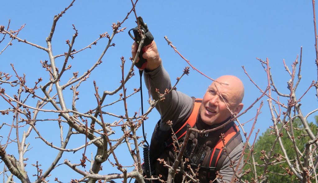 Nicolas, notre producteur de cerises