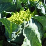 chou romanesco