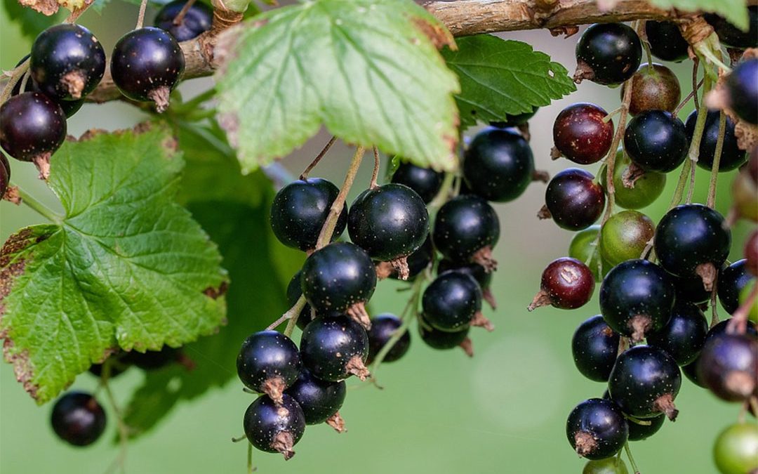 Les fruits et légumes du mois : juillet