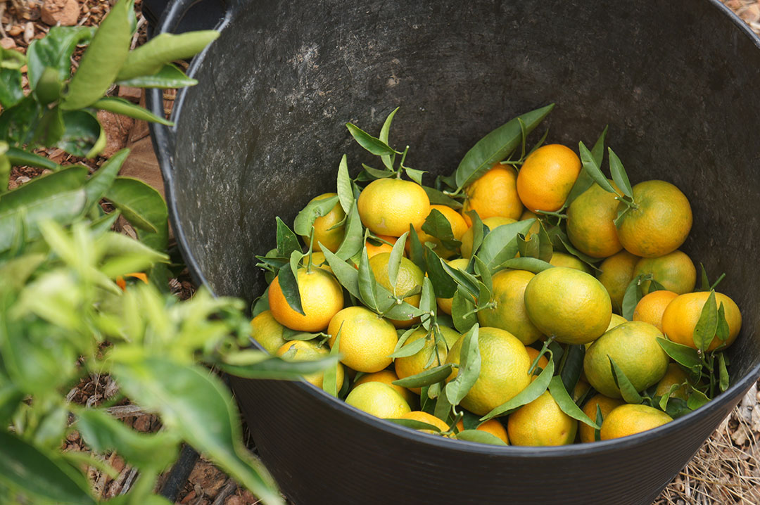 Les Paniers de Léa visite les vergers d'Alexandra, notre productrice de clémentines et oranges
