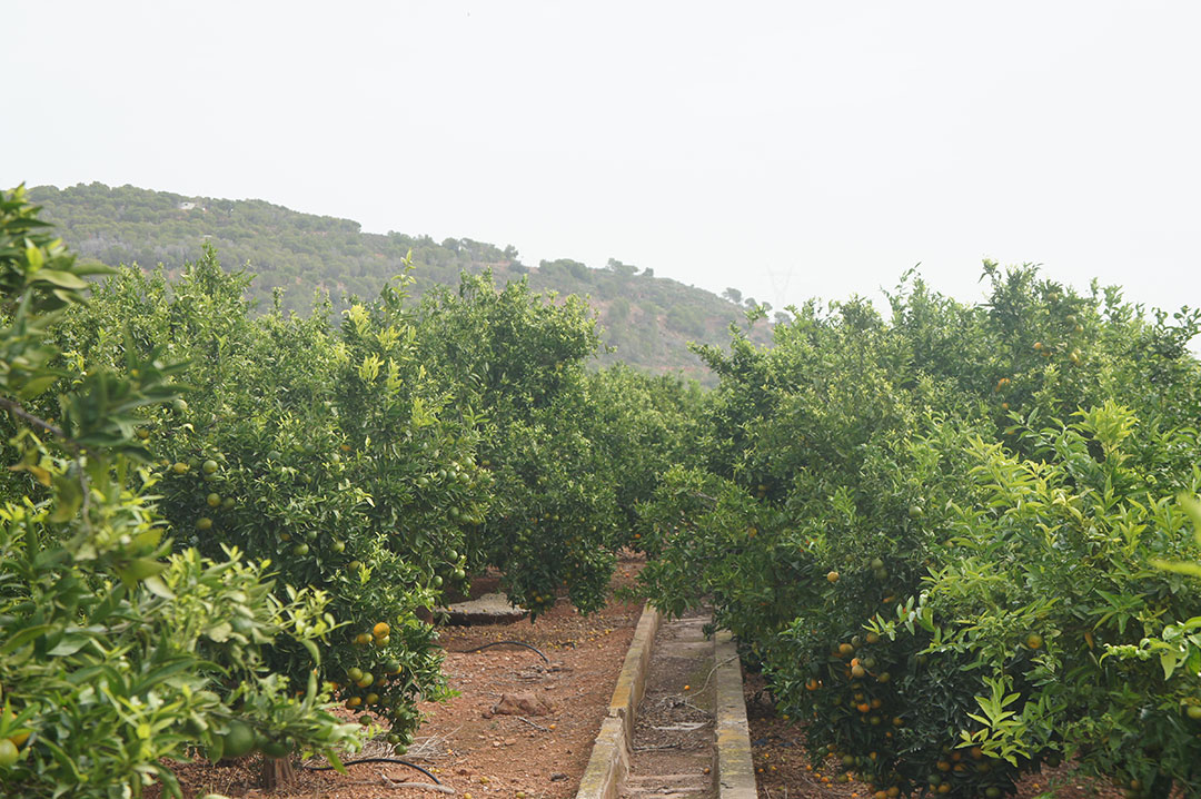 Les Paniers de Léa visite les vergers d'Alexandra, notre productrice de clémentines et oranges