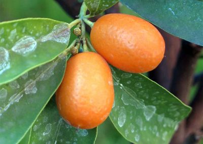 Kumquat